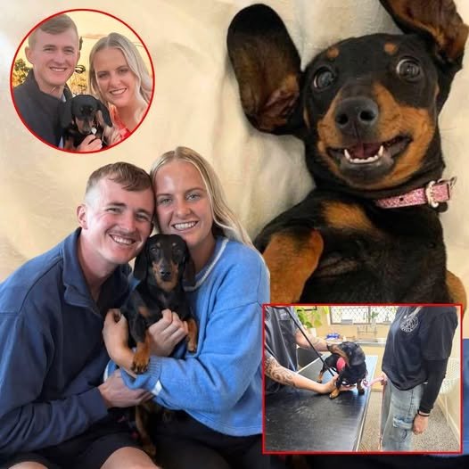 Dachshund Valerie reunited with owners Georgia Gardner, Josh Fishlock after 529 days on Kangaroo Island