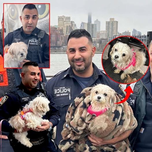 Police Officer Adopts Dog He Rescued from N.Y.C.’s East River 6 Weeks Ago: ‘Great Opportunity to Give Her a Second Chance’